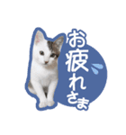 なかよし茶々福（個別スタンプ：4）
