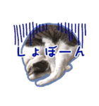 なかよし茶々福（個別スタンプ：7）