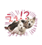 なかよし茶々福（個別スタンプ：9）