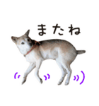なかよし茶々福（個別スタンプ：10）