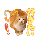 ぶんたんism（個別スタンプ：17）