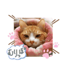 ぶんたんism（個別スタンプ：35）