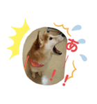 おてんば豆柴むぎみっこ（個別スタンプ：1）