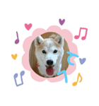 おてんば豆柴むぎみっこ（個別スタンプ：2）