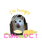 おてんば豆柴むぎみっこ（個別スタンプ：3）