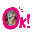 おてんば豆柴むぎみっこ（個別スタンプ：5）