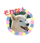 おてんば豆柴むぎみっこ（個別スタンプ：8）