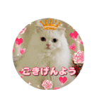 こゆ(スコティッシュ オッドアイ)1（個別スタンプ：1）