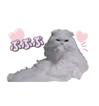 こゆ(スコティッシュ オッドアイ)1（個別スタンプ：2）