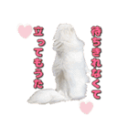 こゆ(スコティッシュ オッドアイ)1（個別スタンプ：4）