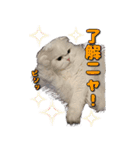 こゆ(スコティッシュ オッドアイ)1（個別スタンプ：5）
