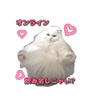 こゆ(スコティッシュ オッドアイ)1（個別スタンプ：17）