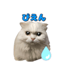 こゆ(スコティッシュ オッドアイ)1（個別スタンプ：18）