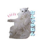 こゆ(スコティッシュ オッドアイ)1（個別スタンプ：27）