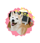 こもむぎズッコケ劇場（個別スタンプ：3）