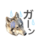 JCW狼犬ブーリ ② Wolfdog（個別スタンプ：1）