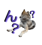 JCW狼犬ブーリ ② Wolfdog（個別スタンプ：2）