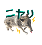 JCW狼犬ブーリ ② Wolfdog（個別スタンプ：4）