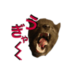 JCW狼犬ブーリ ② Wolfdog（個別スタンプ：5）