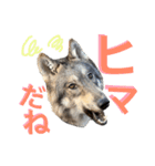 JCW狼犬ブーリ ② Wolfdog（個別スタンプ：6）