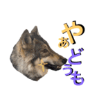 JCW狼犬ブーリ ② Wolfdog（個別スタンプ：7）