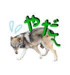 JCW狼犬ブーリ ② Wolfdog（個別スタンプ：8）