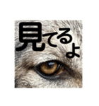 JCW狼犬ブーリ ② Wolfdog（個別スタンプ：9）
