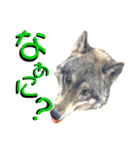 JCW狼犬ブーリ ② Wolfdog（個別スタンプ：10）
