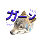 JCW狼犬ブーリ ② Wolfdog（個別スタンプ：13）