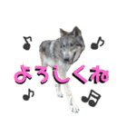 JCW狼犬ブーリ ② Wolfdog（個別スタンプ：14）
