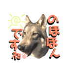 JCW狼犬ブーリ ② Wolfdog（個別スタンプ：16）