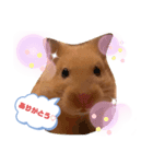 ハムハムハムなハムちゃん①（個別スタンプ：3）