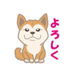 柴犬のコウチャ（個別スタンプ：1）