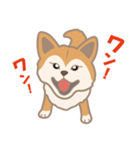 柴犬のコウチャ（個別スタンプ：3）