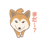 柴犬のコウチャ（個別スタンプ：4）