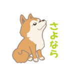 柴犬のコウチャ（個別スタンプ：6）