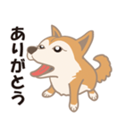 柴犬のコウチャ（個別スタンプ：8）