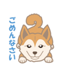 柴犬のコウチャ（個別スタンプ：13）