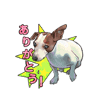 ジャックラッセルテリアのマリリン2（個別スタンプ：1）