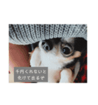 チワワのコイ様〜要求編〜（個別スタンプ：3）