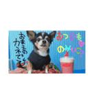 チワワのコイ様〜要求編〜（個別スタンプ：4）