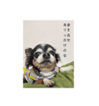 チワワのコイ様〜要求編〜（個別スタンプ：6）