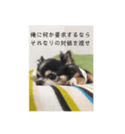 チワワのコイ様〜要求編〜（個別スタンプ：8）