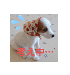可愛いジャックラッセル（個別スタンプ：1）