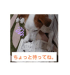 可愛いジャックラッセル（個別スタンプ：2）