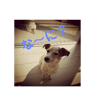 可愛いジャックラッセル（個別スタンプ：3）
