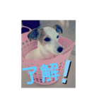 可愛いジャックラッセル（個別スタンプ：4）
