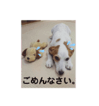 可愛いジャックラッセル（個別スタンプ：6）