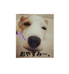 可愛いジャックラッセル（個別スタンプ：7）