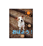 可愛いジャックラッセル（個別スタンプ：8）